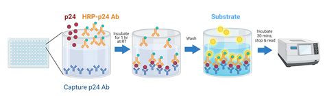 p24 elisa assay